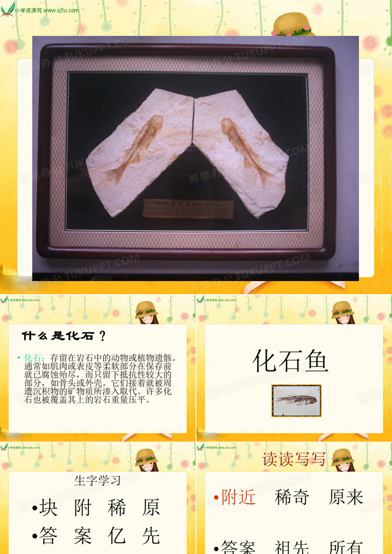 17《化石鱼》课件