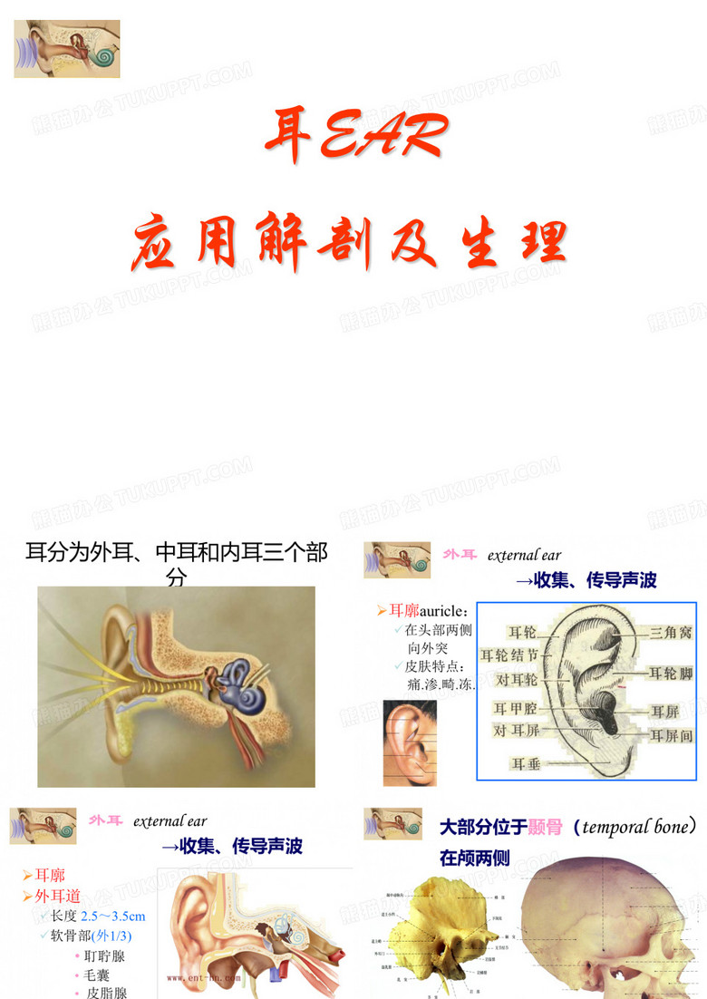耳解剖及生理