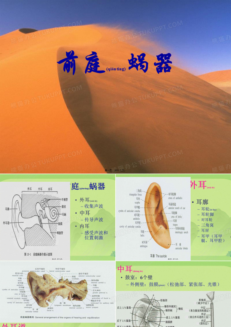 耳鼻喉解剖系统解剖
