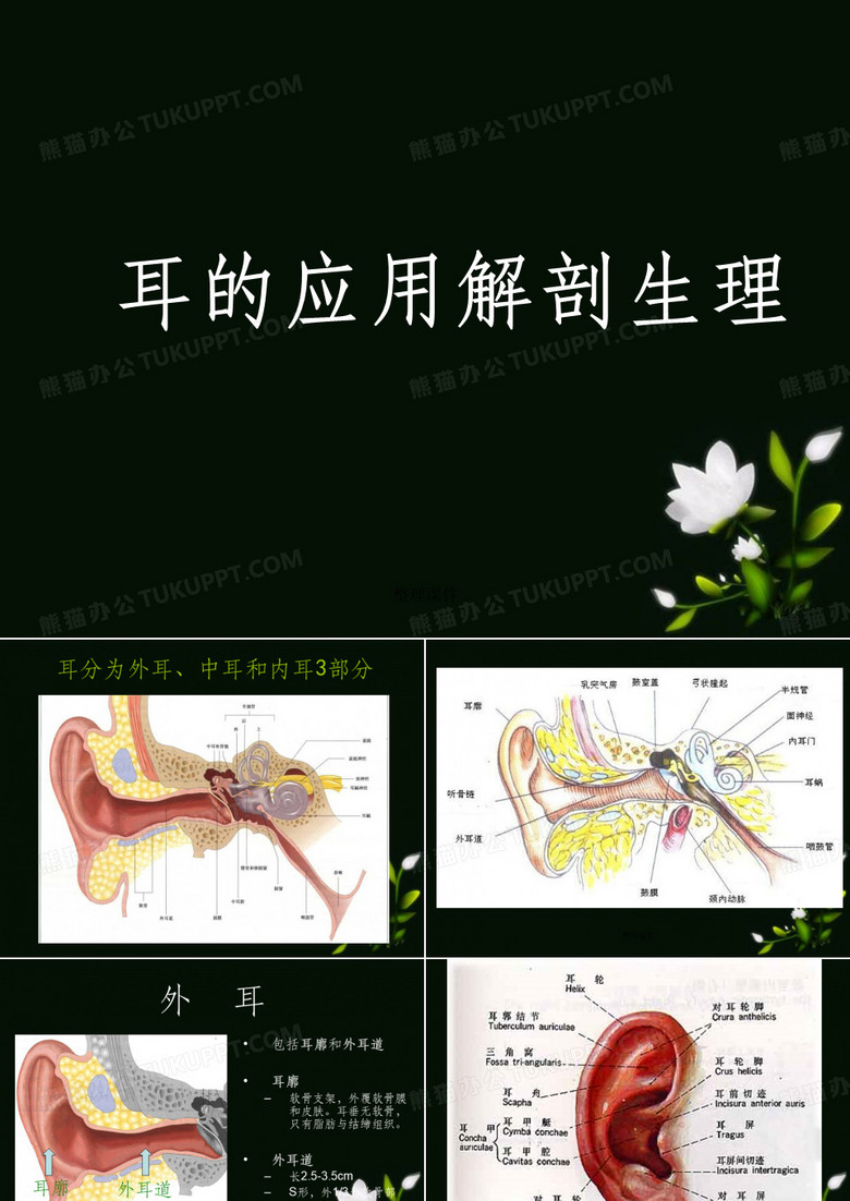 耳的应用解剖生理