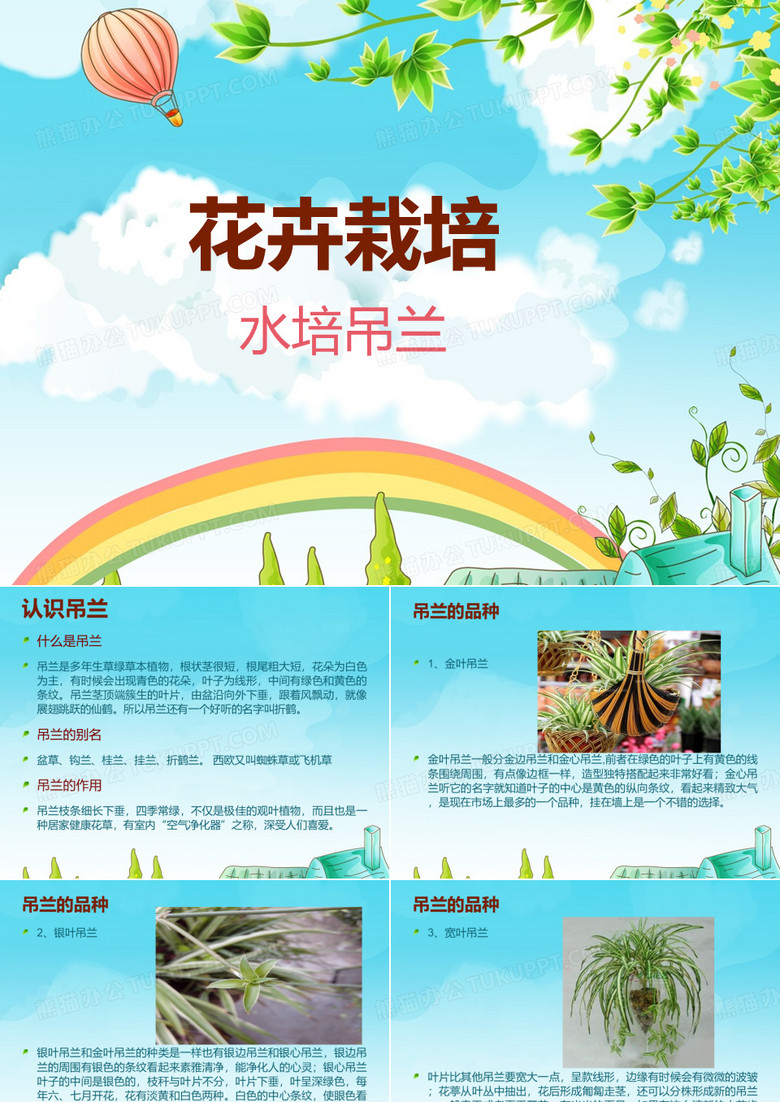 水培吊兰