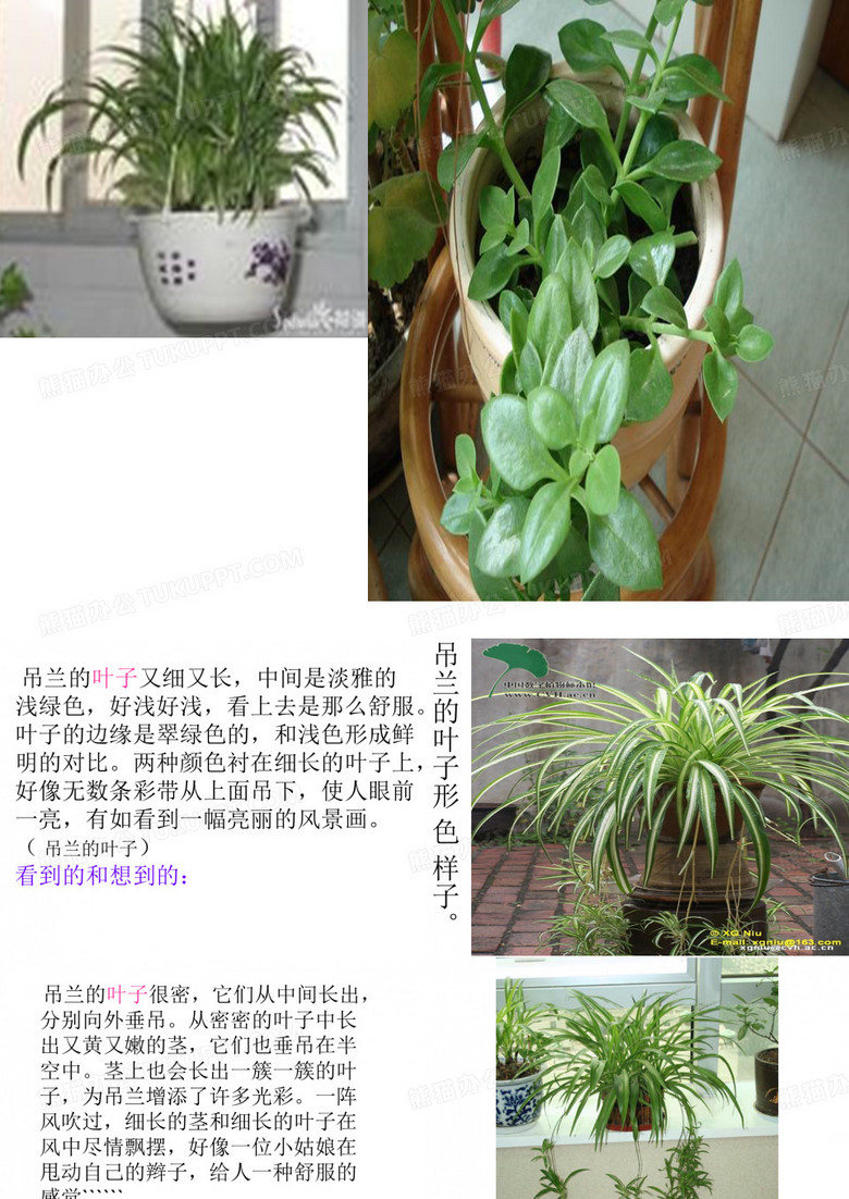 植物作文吊兰