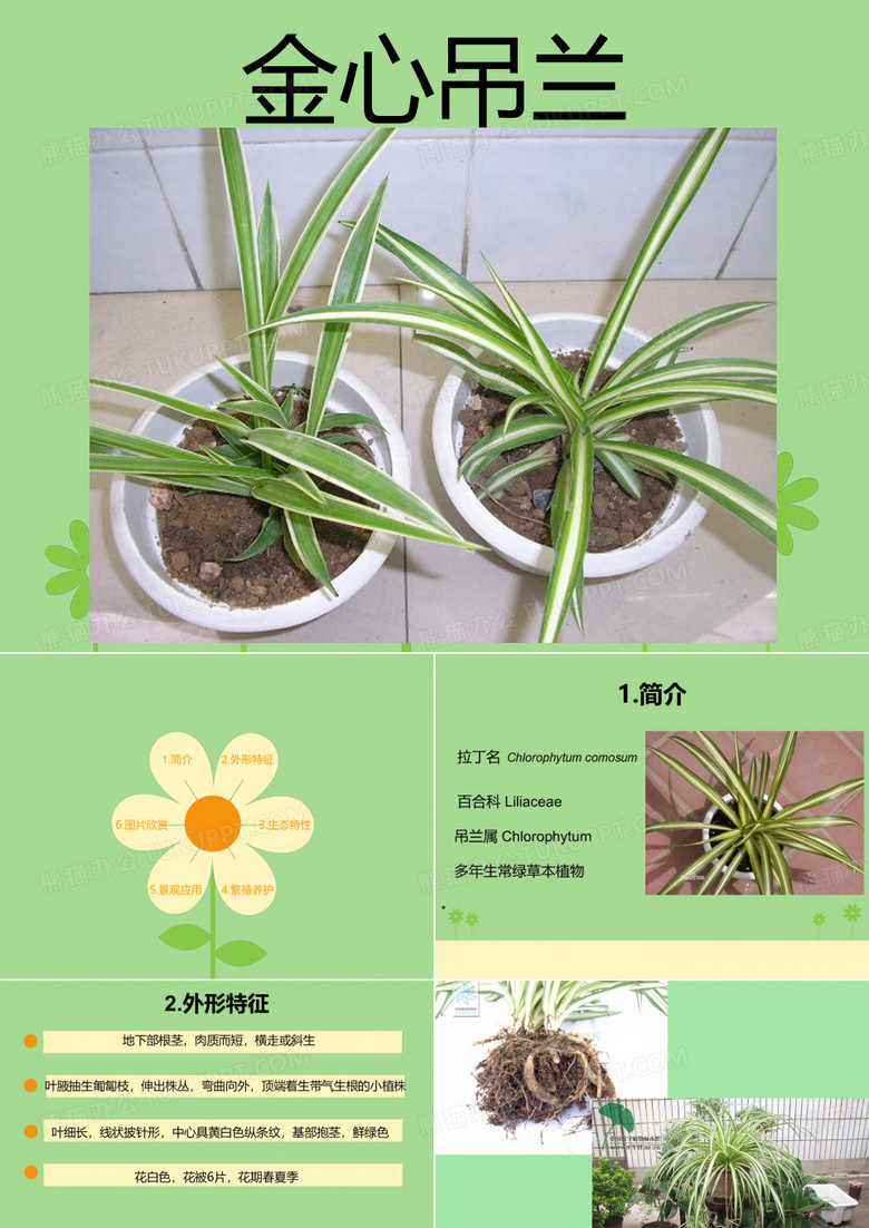 金心吊兰