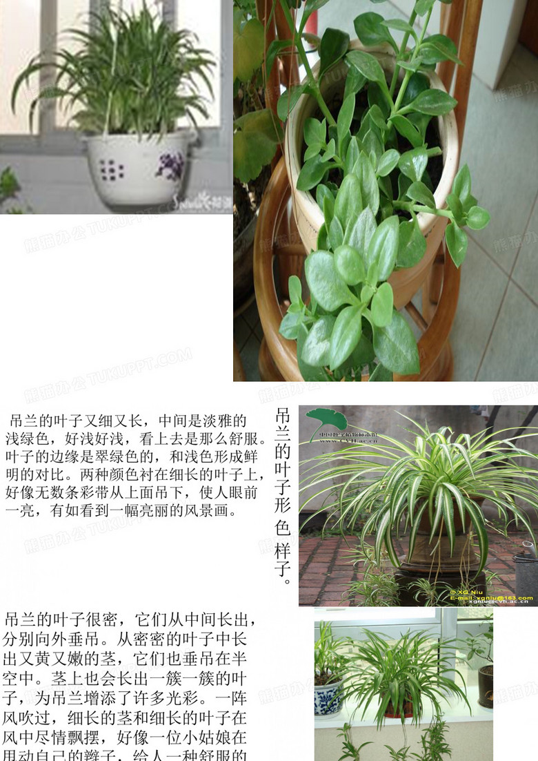 植物作文吊兰
