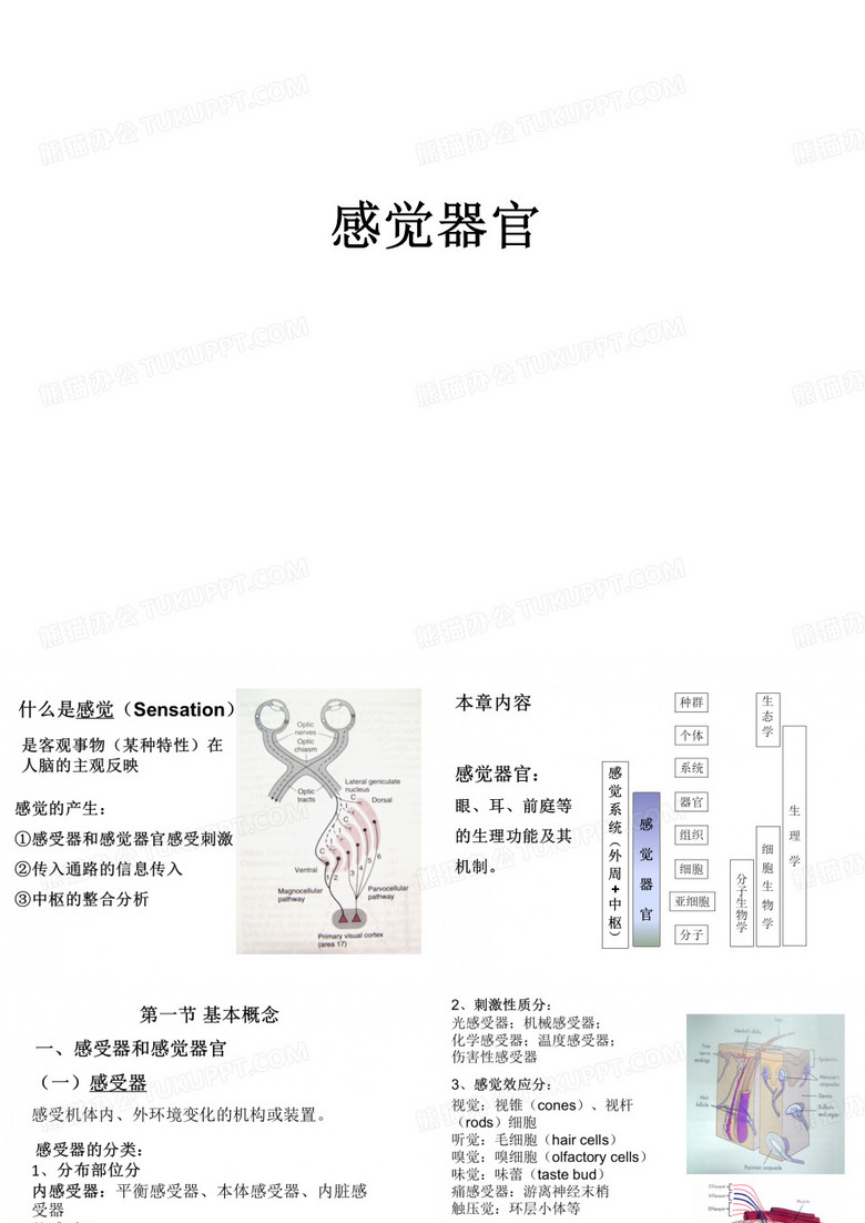 感觉器官 PPT