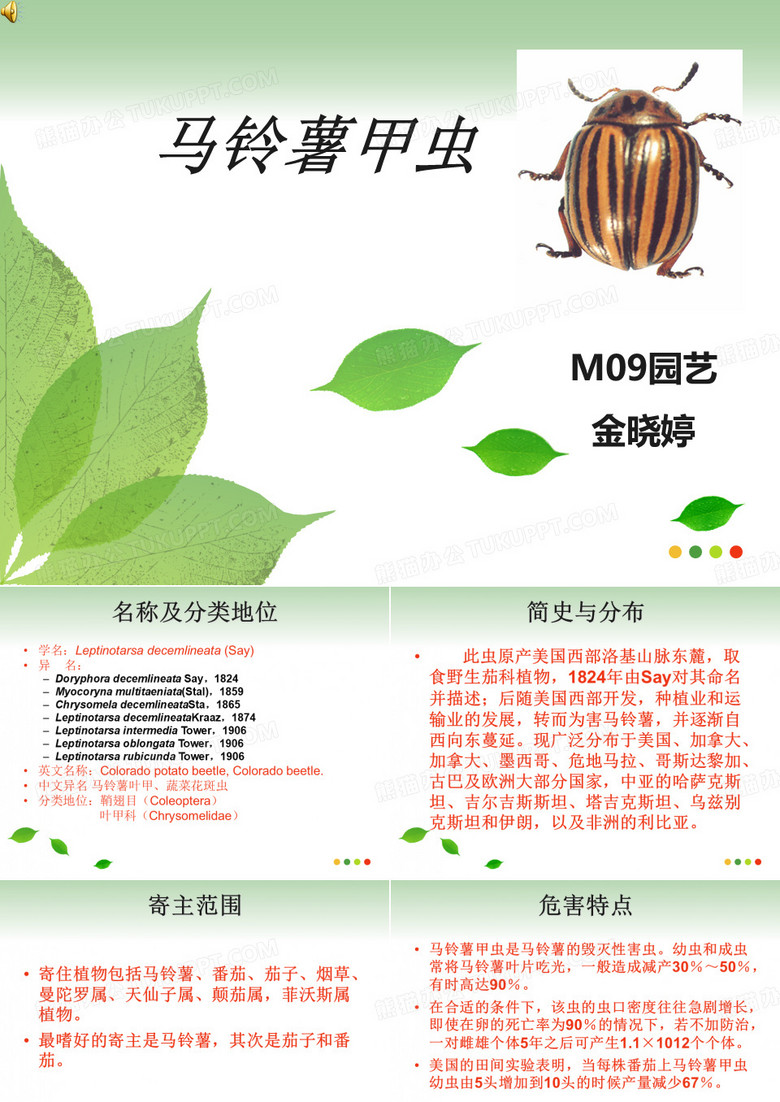马铃薯甲虫