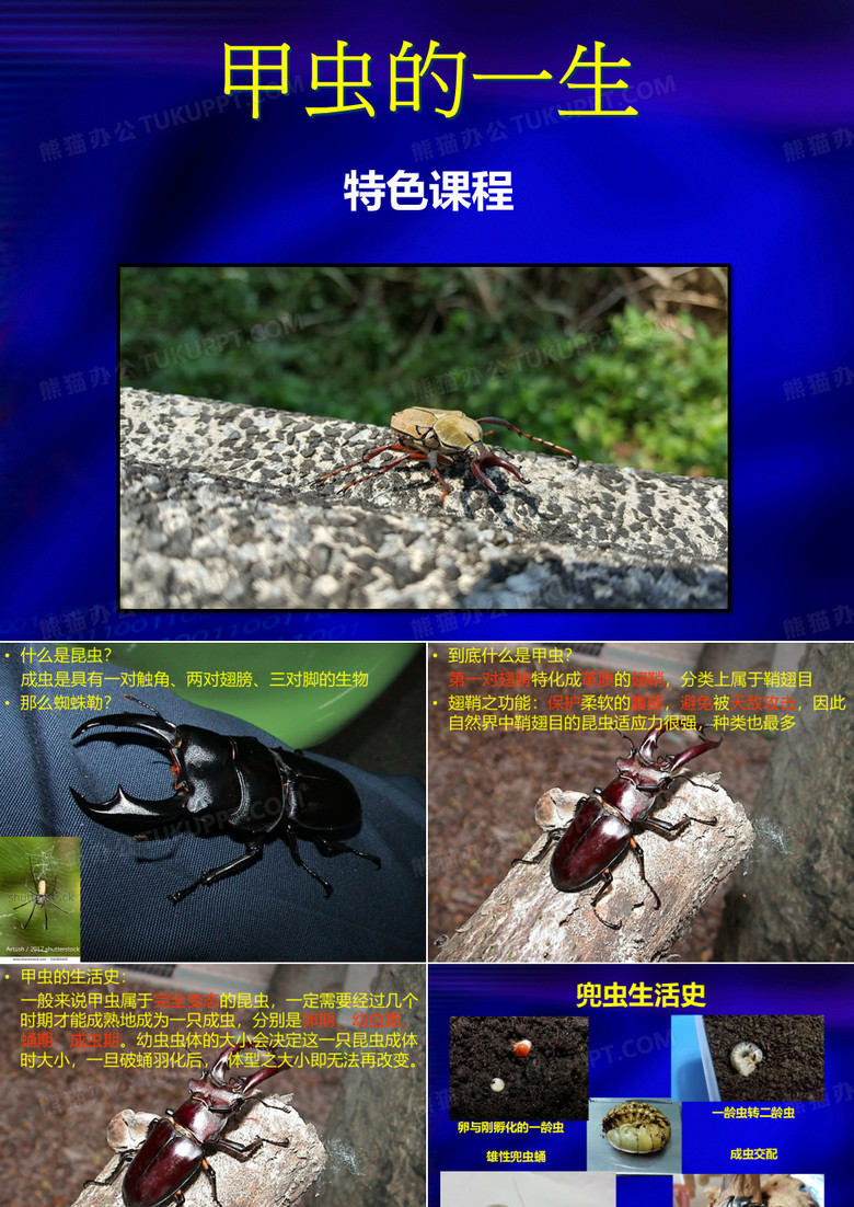 甲虫的一生