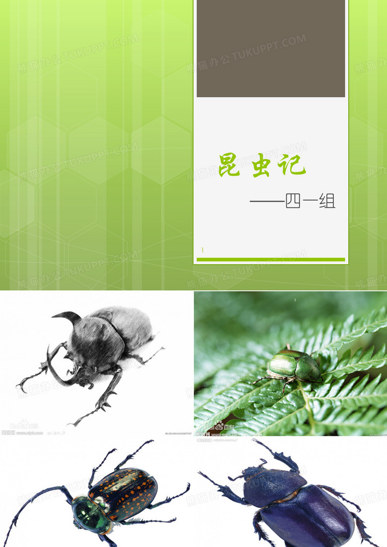 水甲虫ppt课件