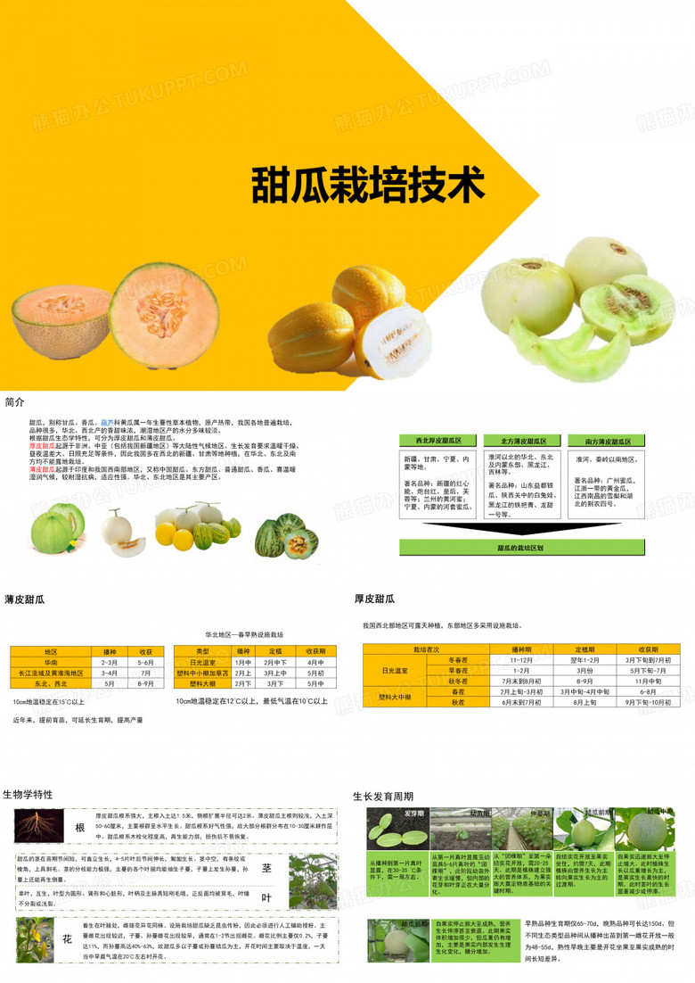甜瓜栽培技术