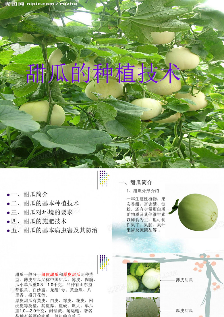 甜瓜种植技术