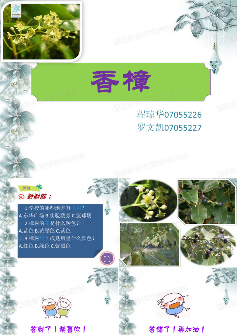 樟树
