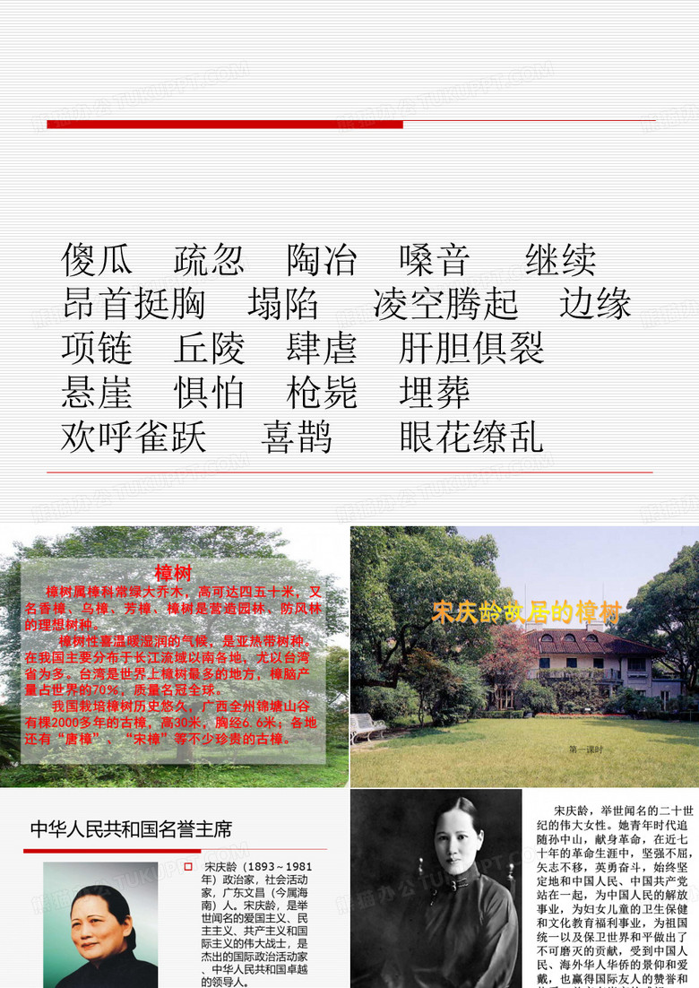 宋庆龄故居的樟树