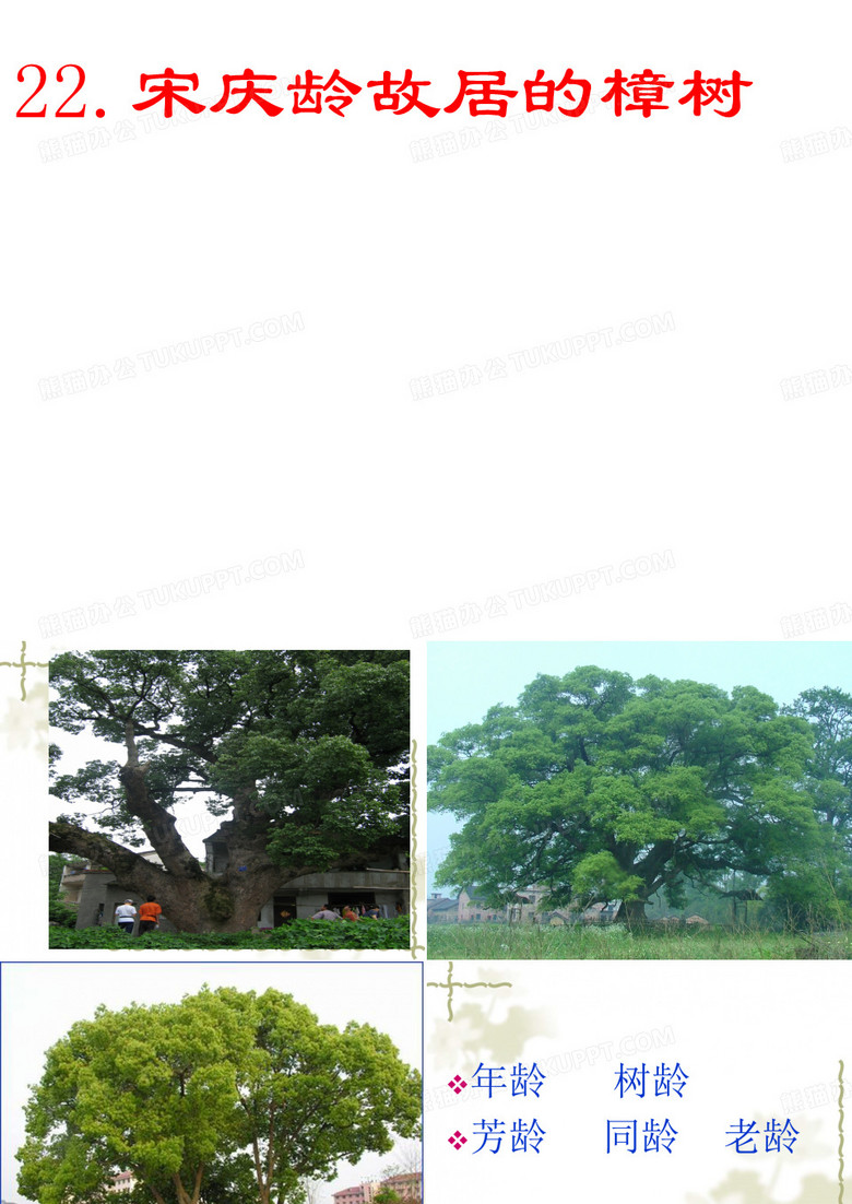 宋庆龄故居的樟树ppt