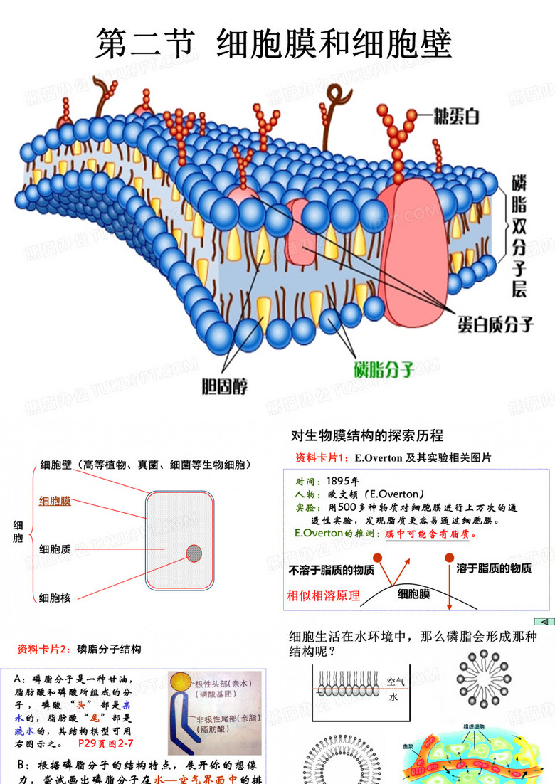 细胞膜和细胞壁