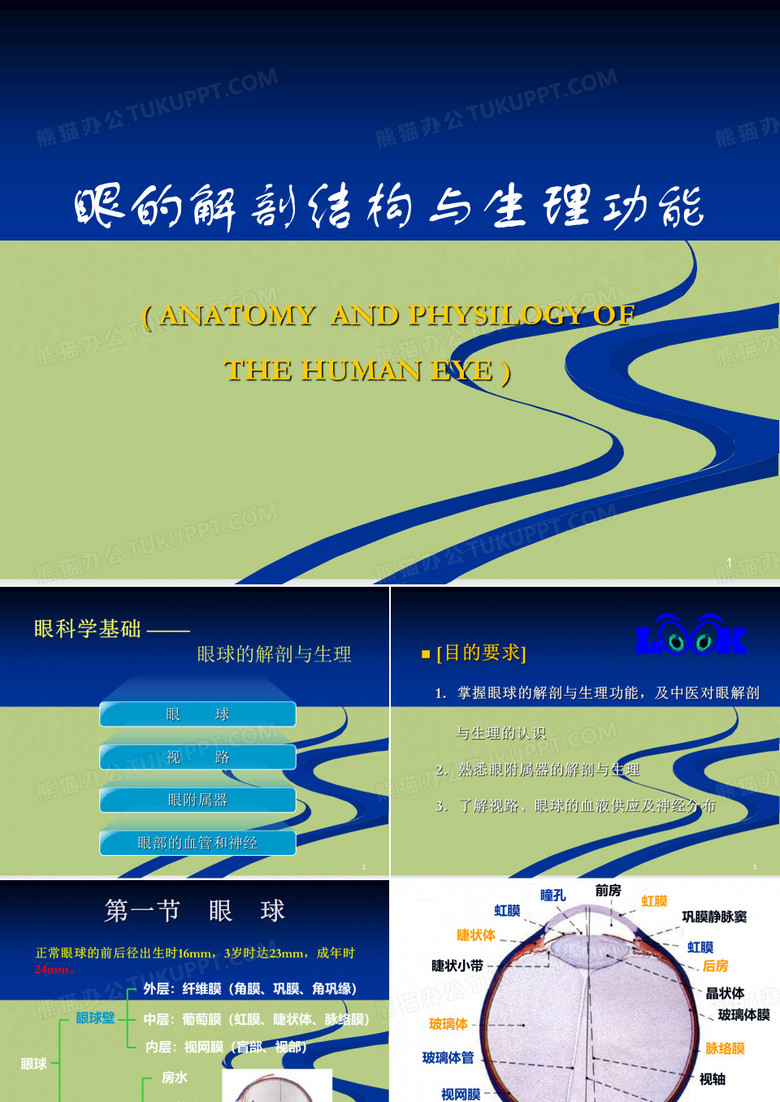 眼的解剖结构与生理功能