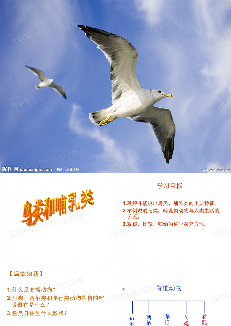 初一生物济南版鸟类、哺乳类课件