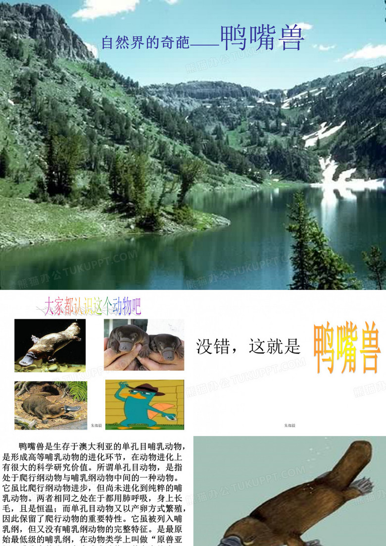 鸭嘴兽
