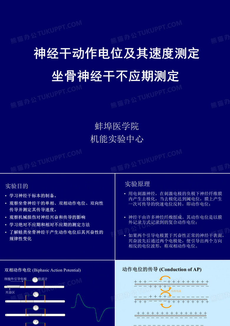 动作电位的传导