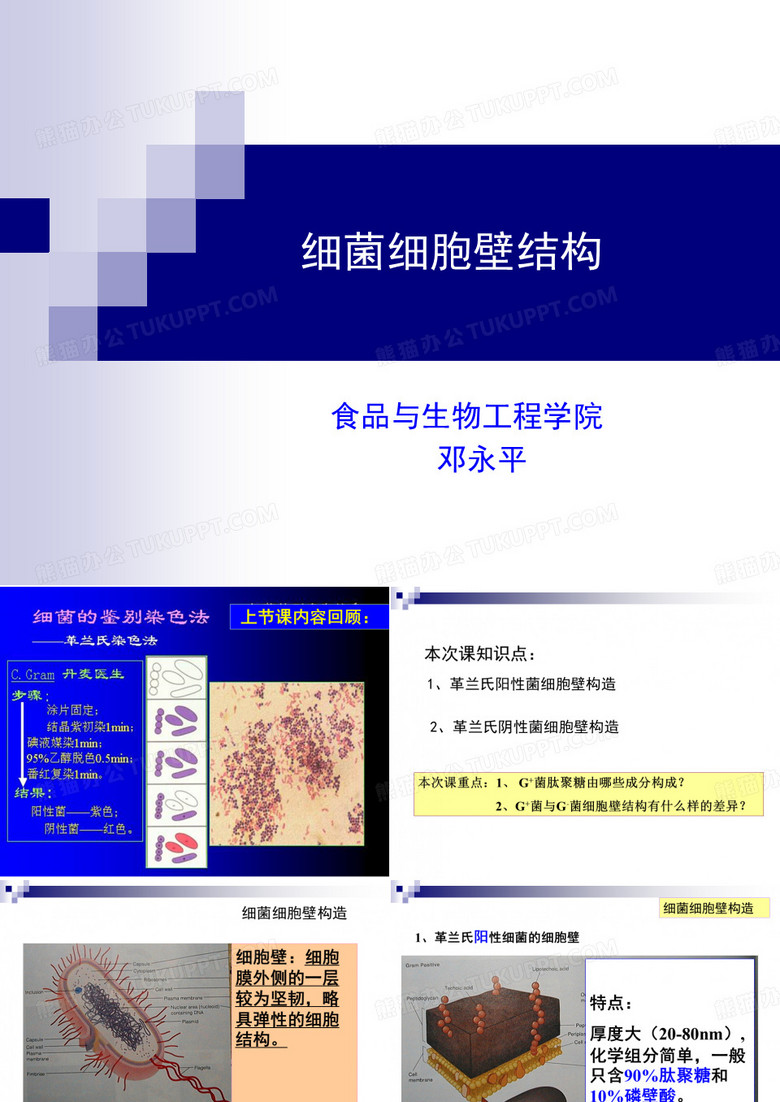 细菌细胞壁