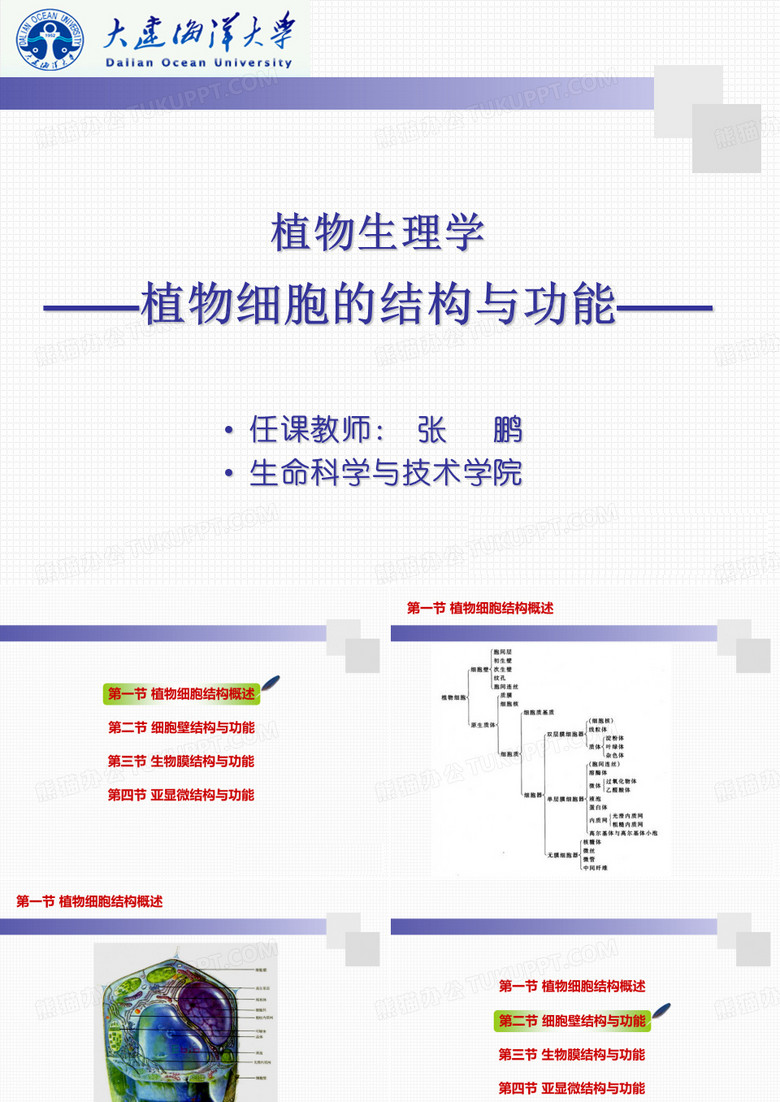 细胞壁的结构
