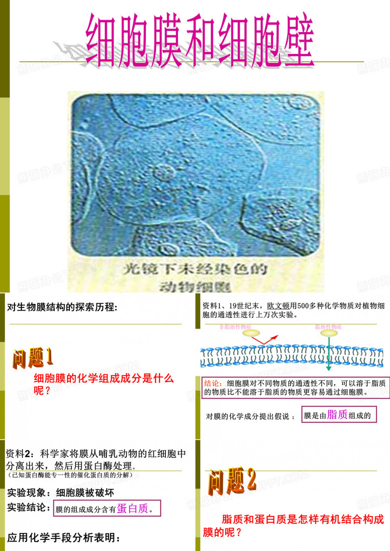 细胞膜细胞壁
