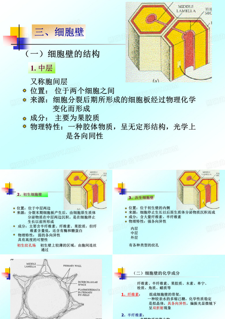 植物细胞壁