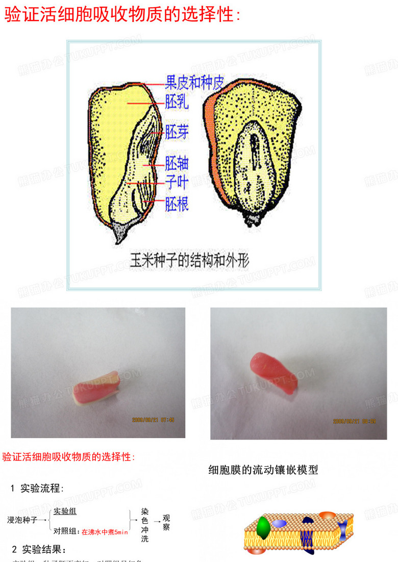 细胞膜与细胞壁
