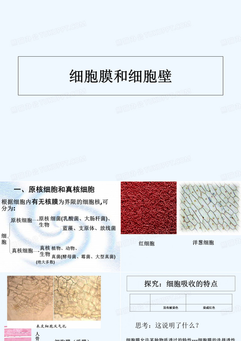 细胞膜细胞壁