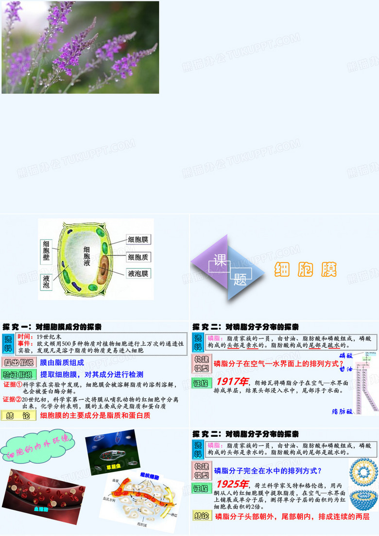 细胞膜和细胞壁