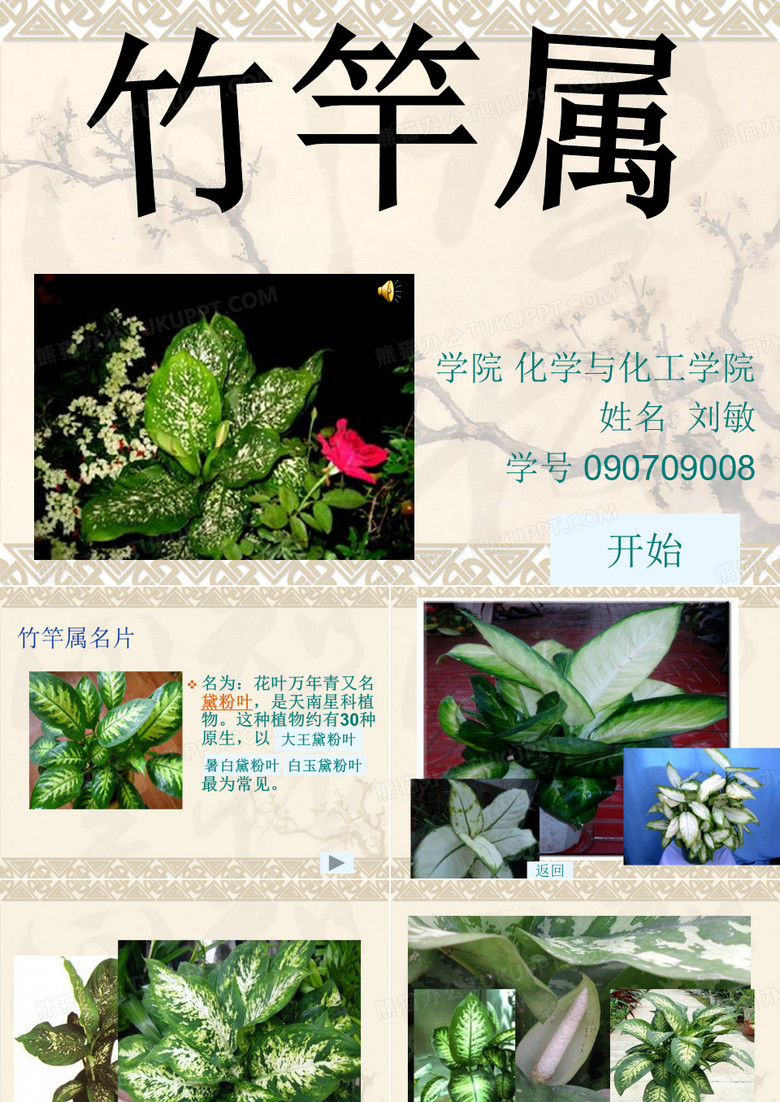 花叶万年青
