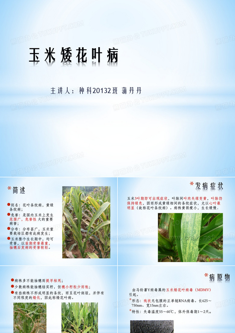玉米矮花叶病