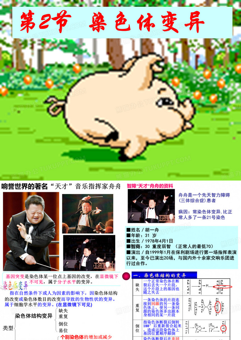 染色体变异(超好用)