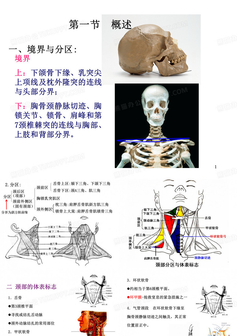 颈部解剖