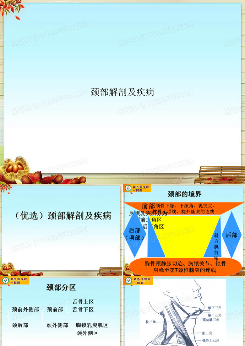 颈部解剖及疾病