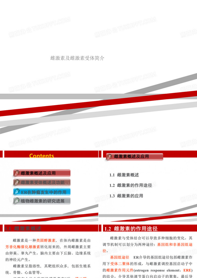 雌激素及雌激素受体简介
