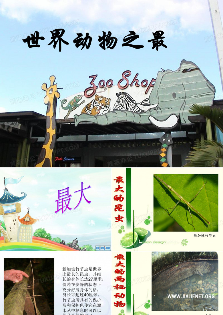 动物之最