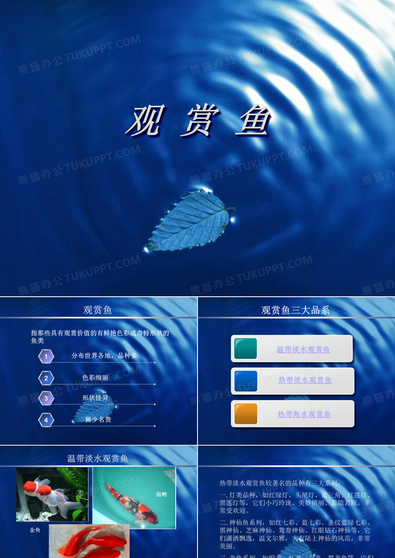 观赏鱼分类