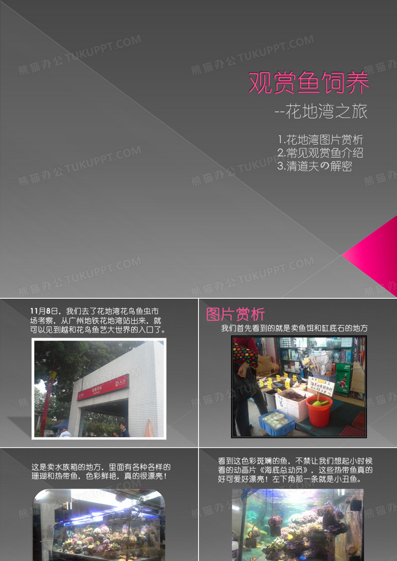 观赏鱼饲养