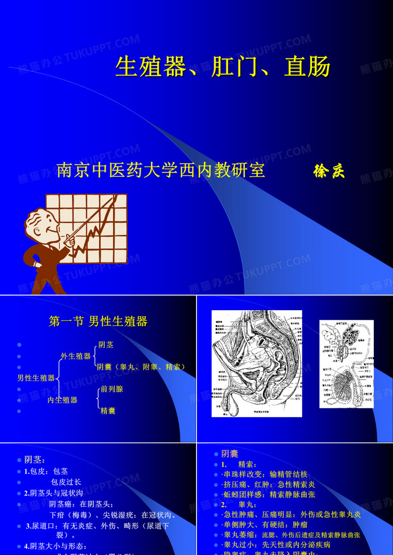 生殖器、肛门、直肠