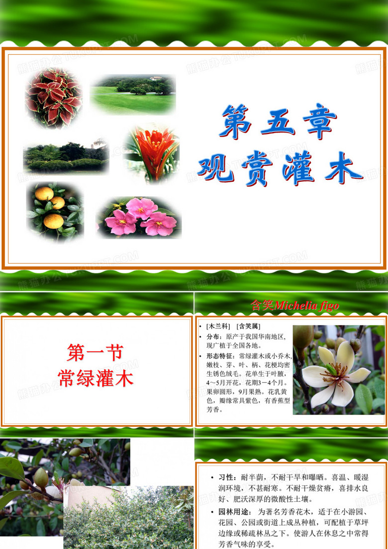 常绿灌木