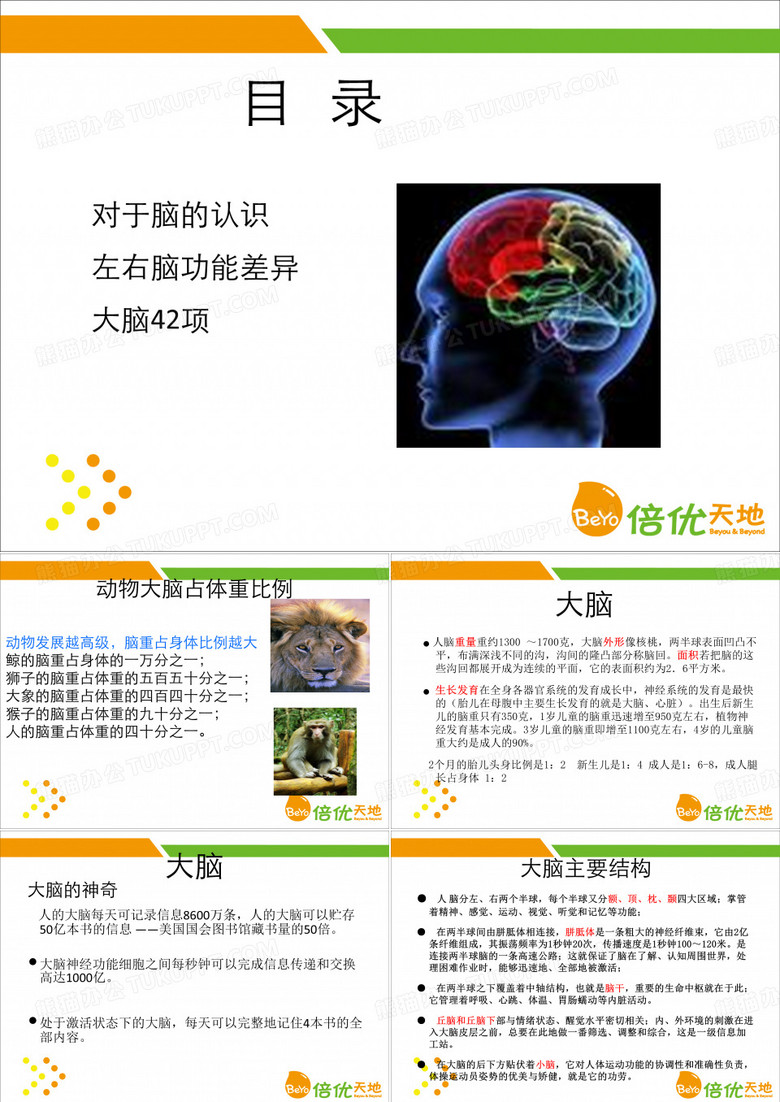 左右脑