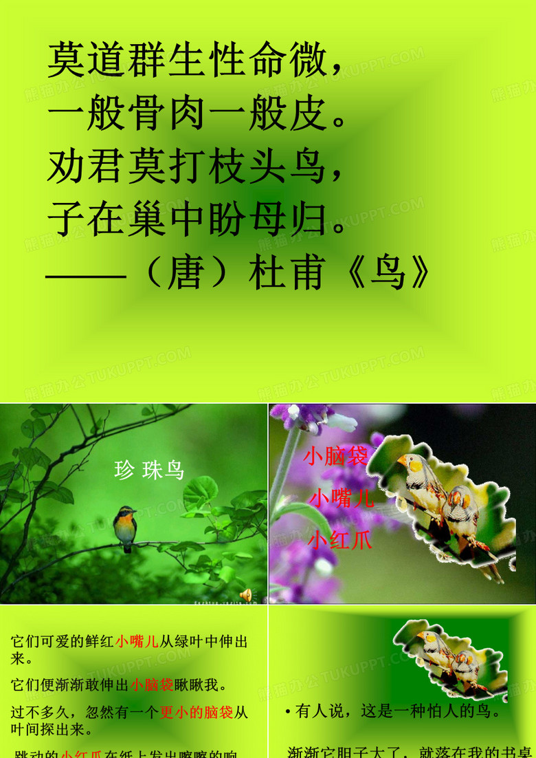 窦桂梅]珍珠鸟课件