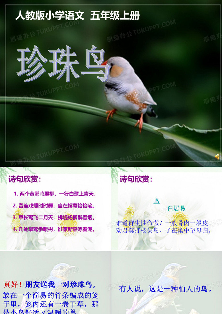 窦桂梅珍珠鸟课件