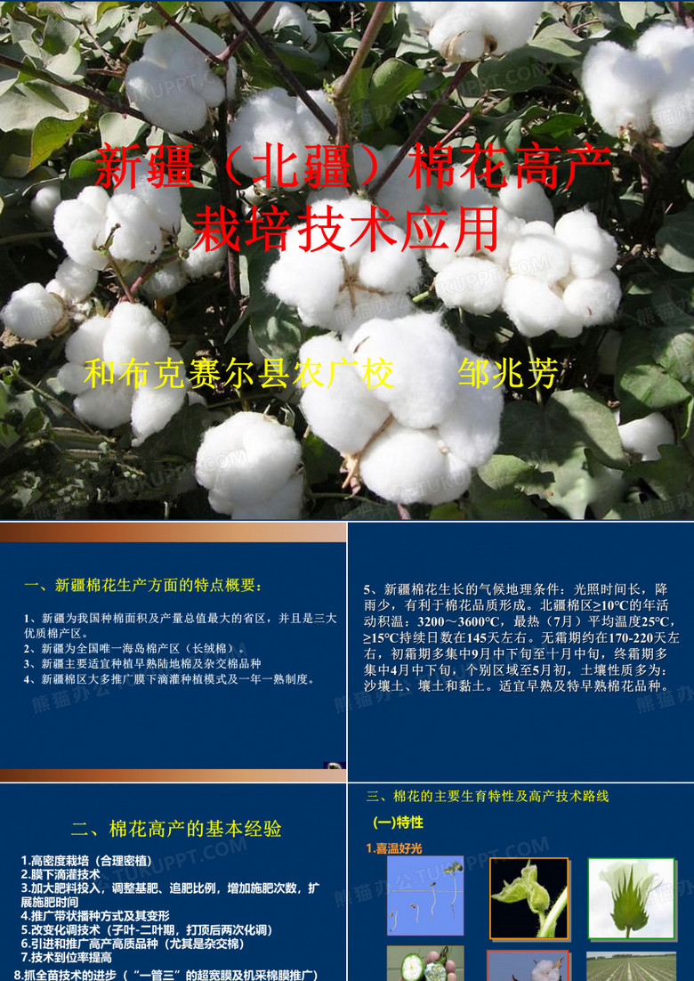 新疆(北疆)棉花高产栽培技术(塔城和丰-邹兆芳)