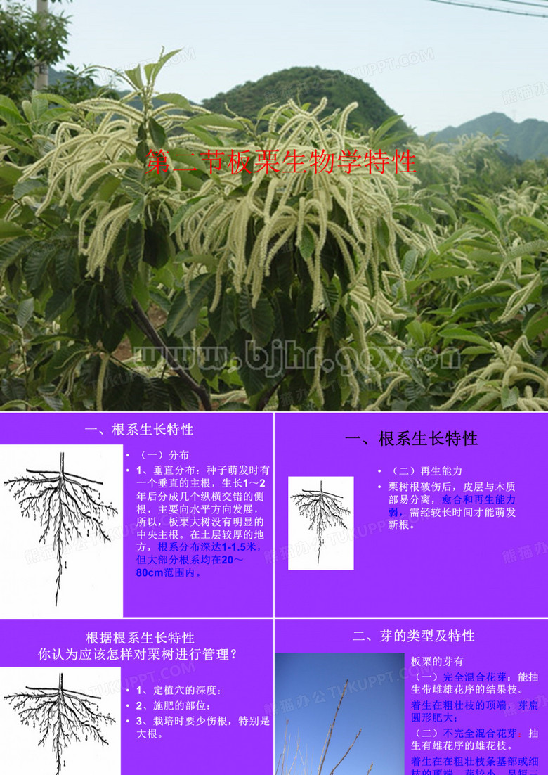 板栗生物学特性