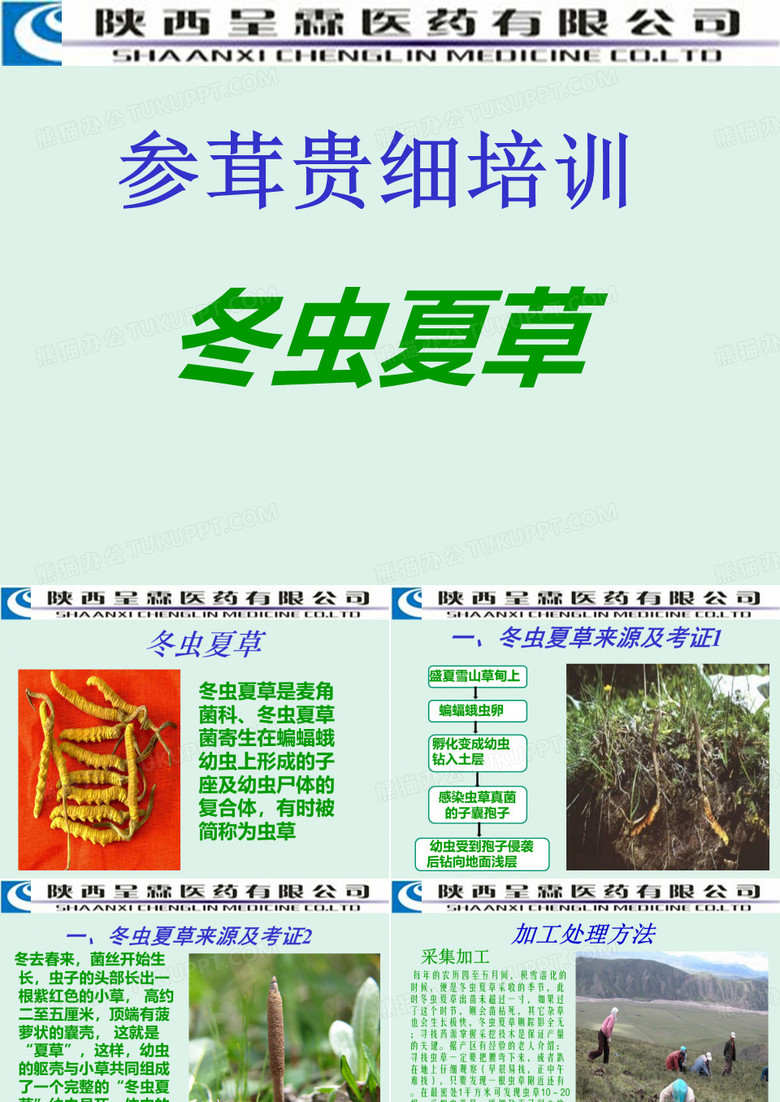 参茸贵细培训--冬虫夏草