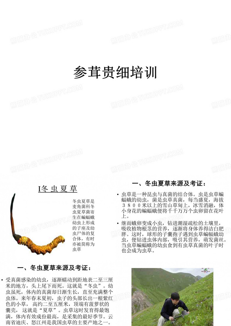 参茸贵细培训1--冬虫夏草