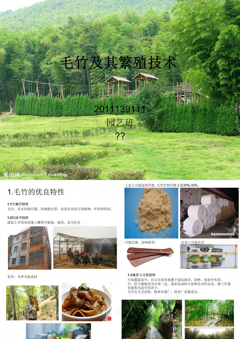 毛竹的栽培与繁殖
