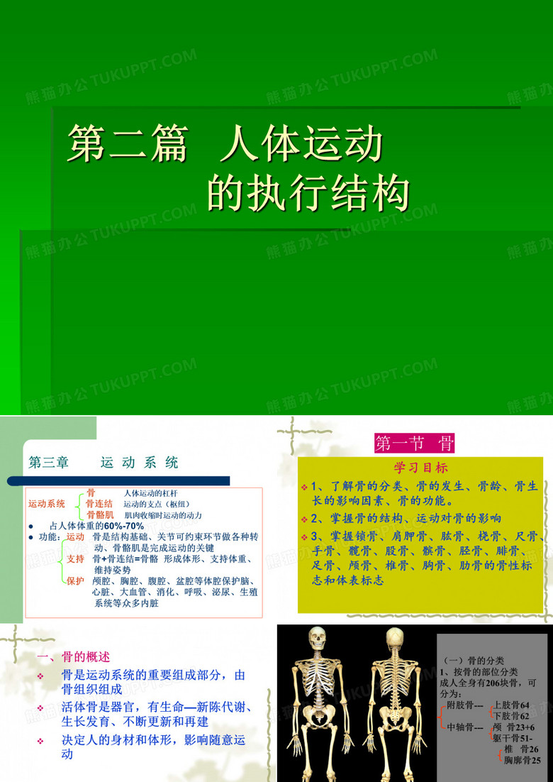 运动系统——骨学