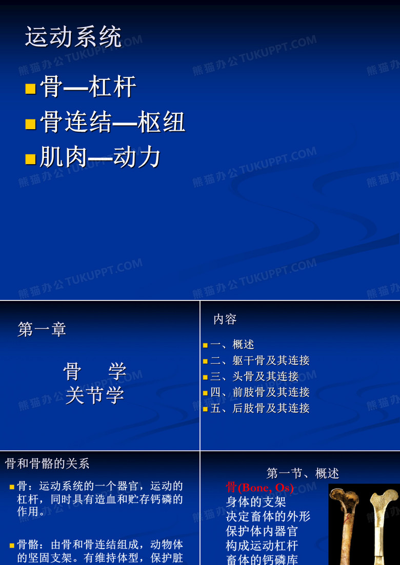 骨学与   关节学
